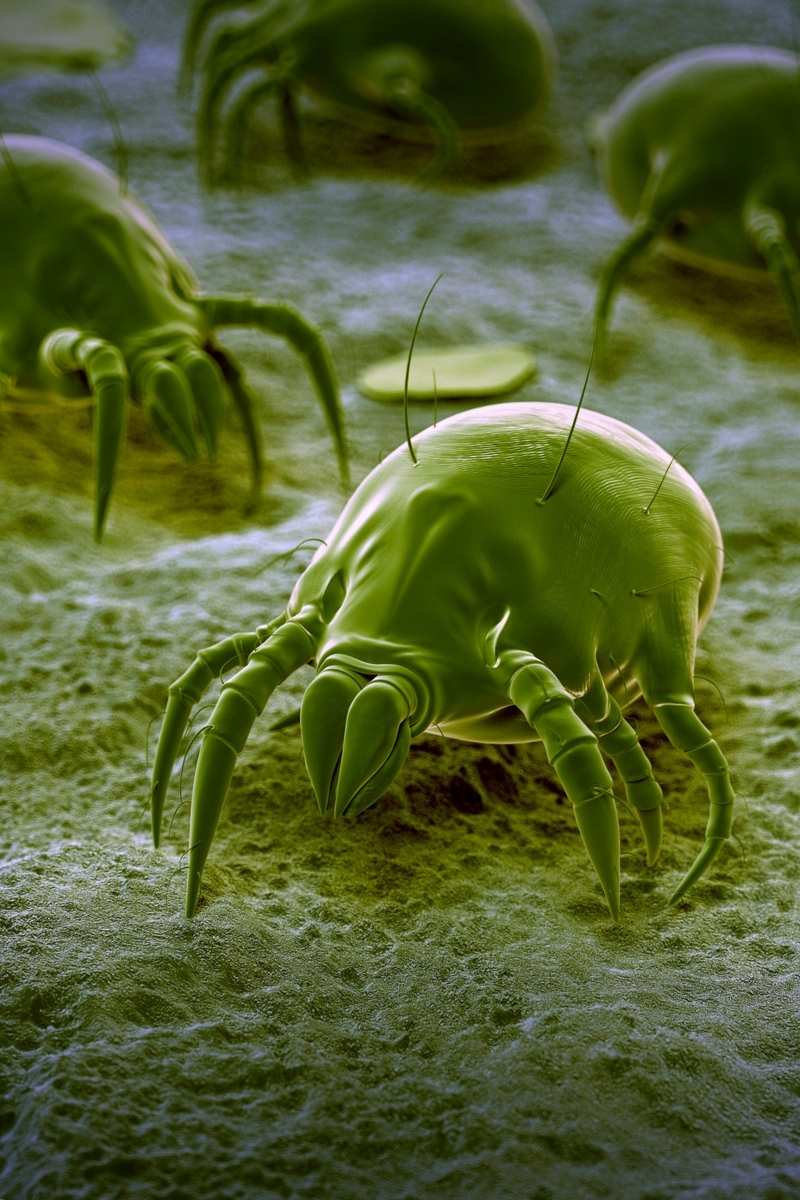 Image of a dust mite