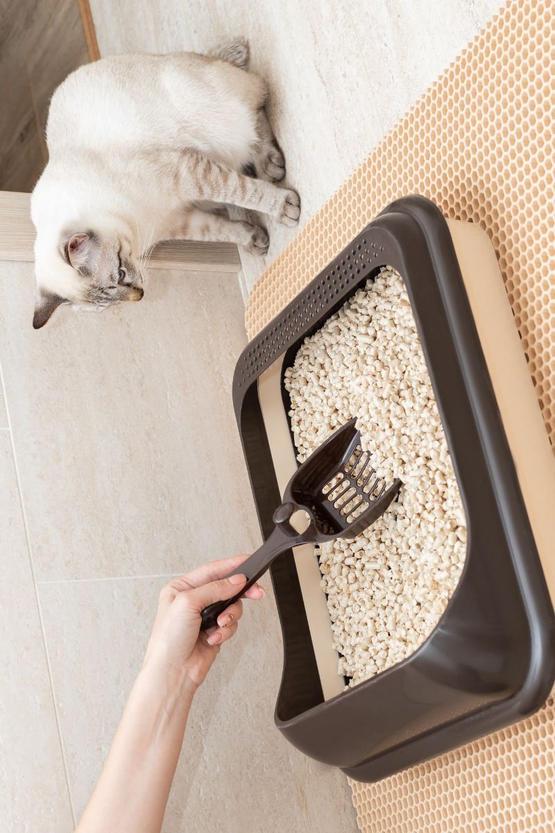 Freshly cleaned cat litter box being refilled with new litter