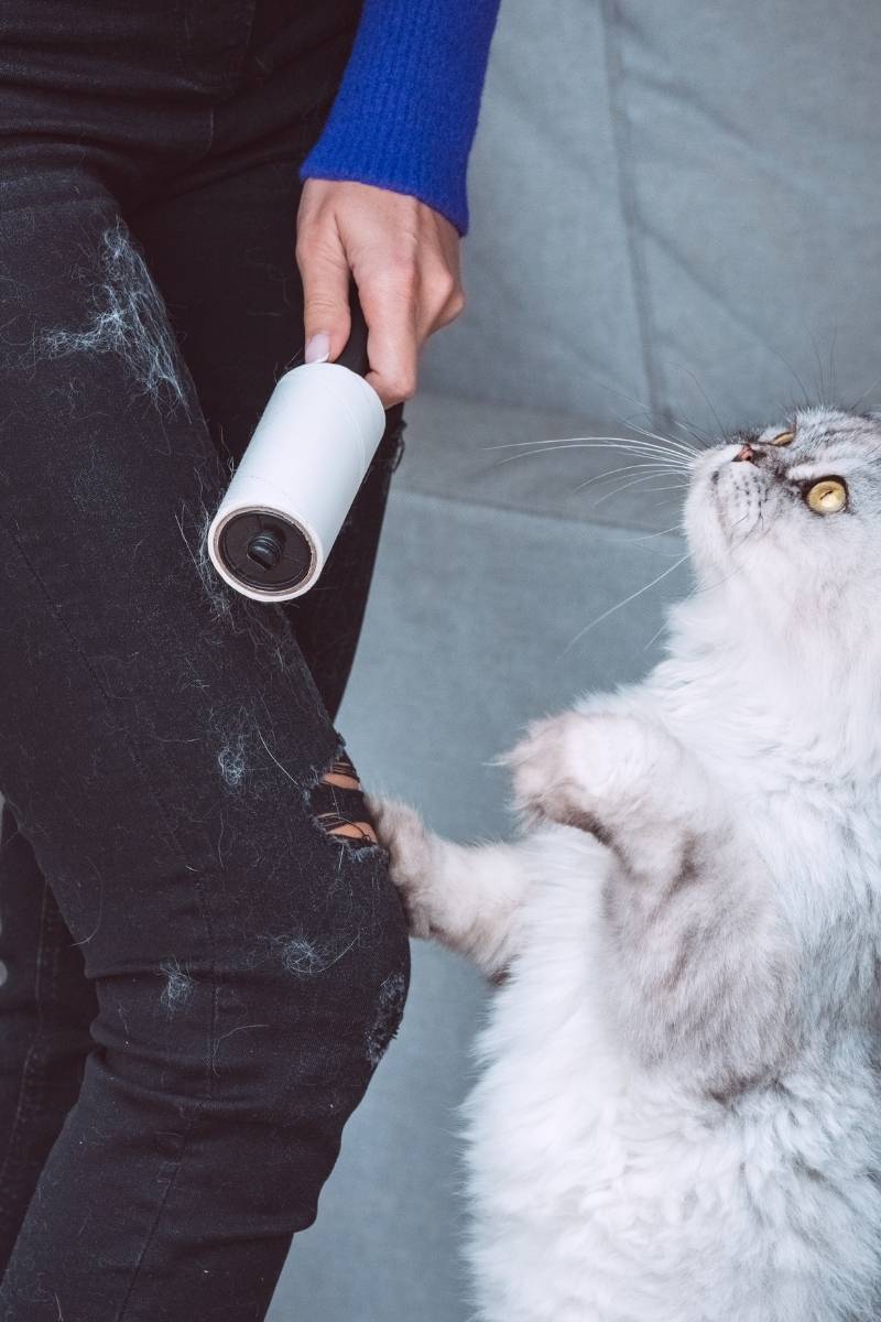 Solución para la ropa llena de pelos de mascota